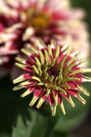 White Zinnia
